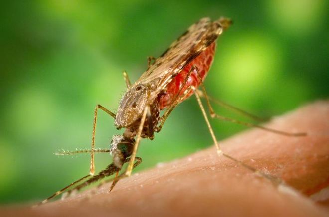 Jifunze njia 5 za asili za kujikinga na Malaria