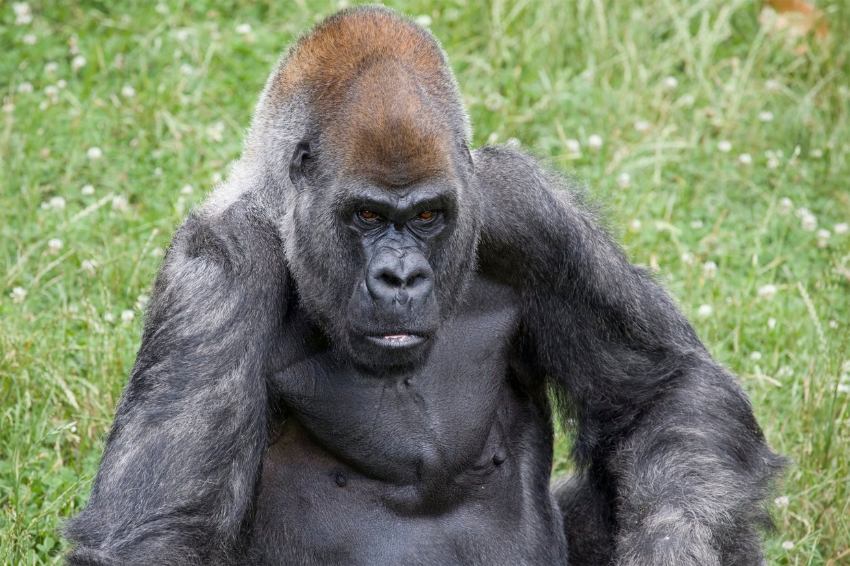 Sokwe dume mzee zaidi duniani, afariki akiwa na umri wa miaka 61 katika Zoo Atlanta