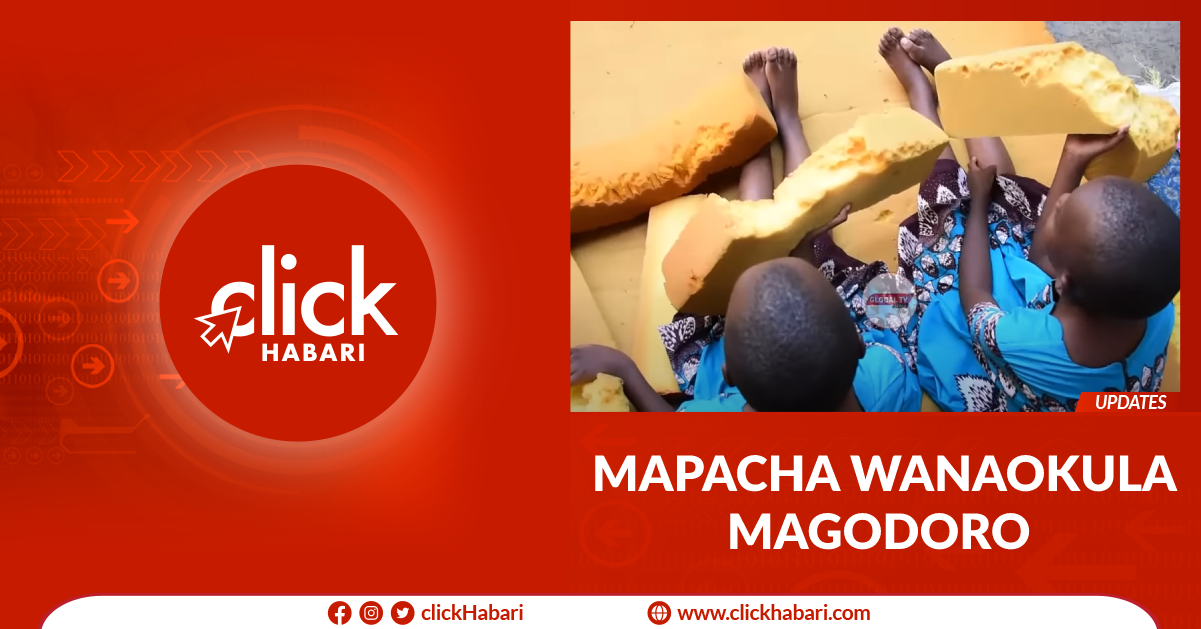 Mapacha wanaokula magodoro