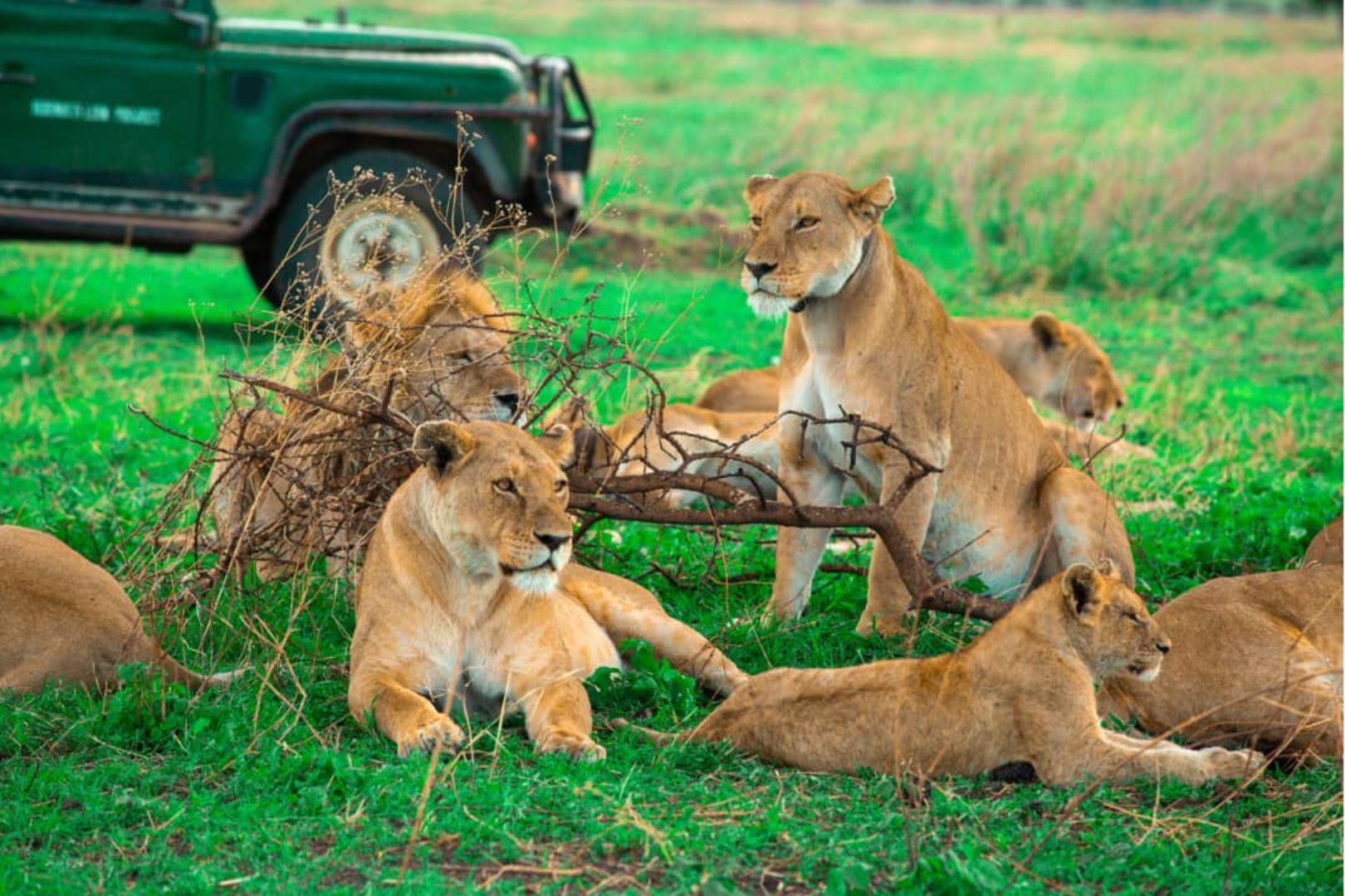 Tanzania yashika nafasi ya kwanza Afrika kwa idadi kubwa ya Simba na Nyati Tanzania yashika nafasi ya kwanza Afrika kwa idadi kubwa ya Simba na Nyati